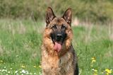 BERGER ALLEMAND 1381